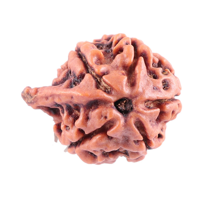 Nepalese Ganesh Rudraksha - Bead No. 81