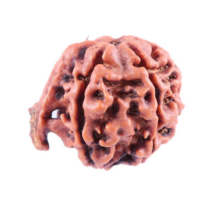 Nepalese Ganesh Rudraksha - Bead No. 81