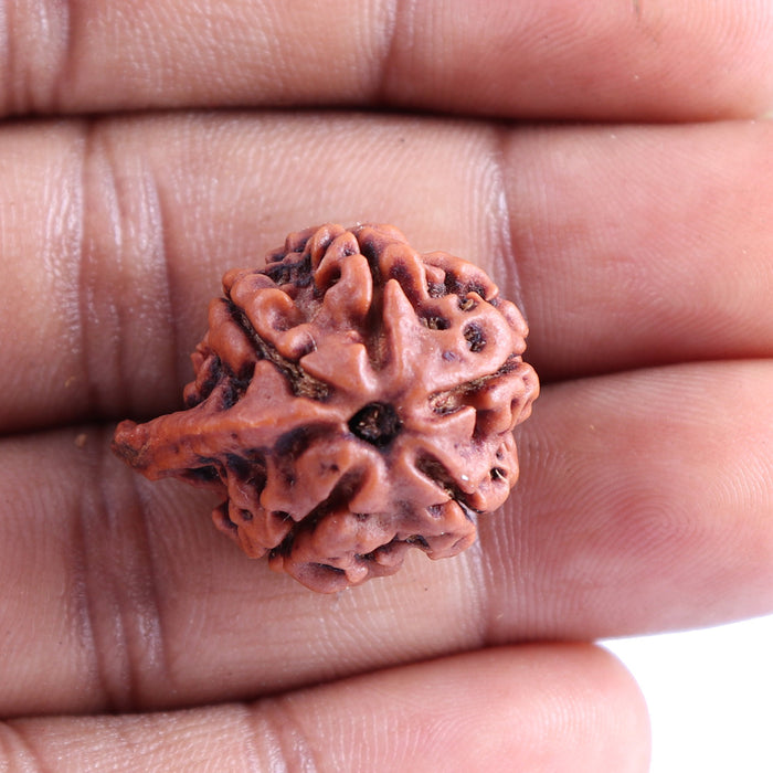 Nepalese Ganesh Rudraksha - Bead No. 81