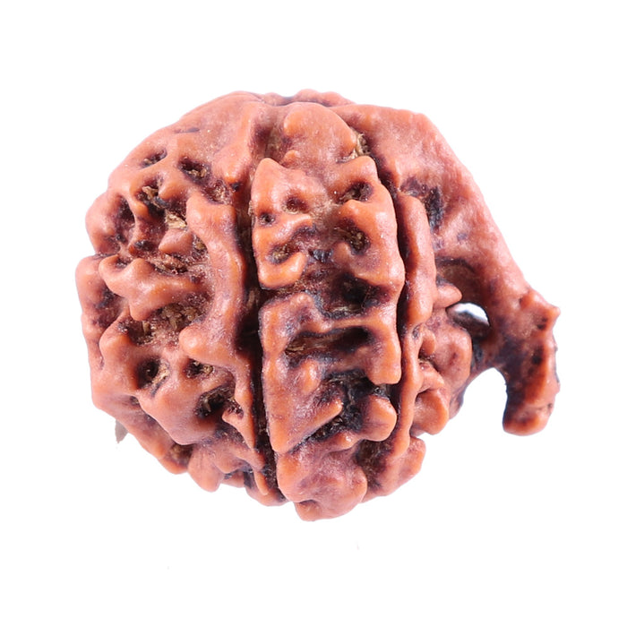 Nepalese Ganesh Rudraksha - Bead No. 81