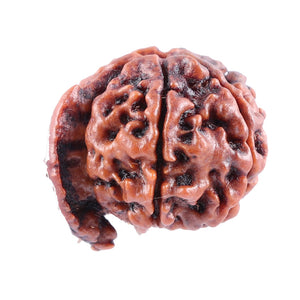 Nepalese Ganesh Rudraksha - Bead No. 82