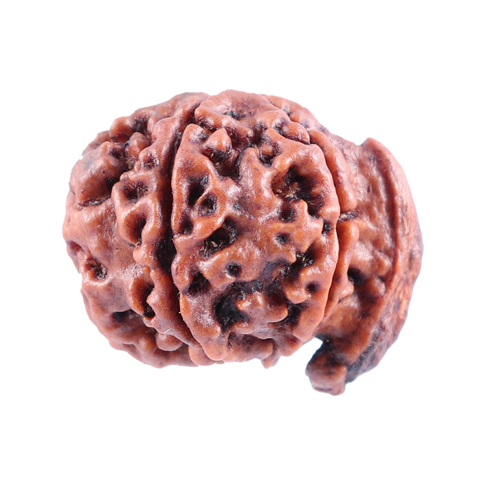Nepalese Ganesh Rudraksha - Bead No. 82