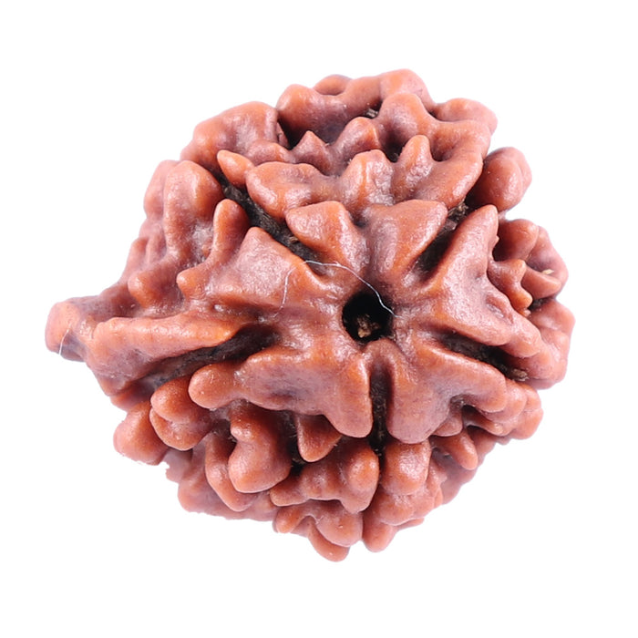 Nepalese Ganesh Rudraksha - Bead No. 83