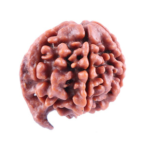 Nepalese Ganesh Rudraksha - Bead No. 83