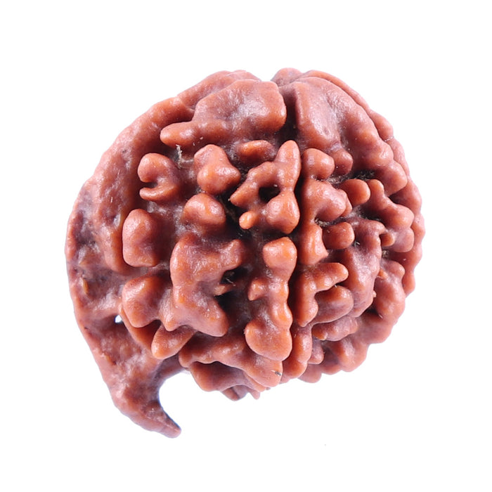 Nepalese Ganesh Rudraksha - Bead No. 83