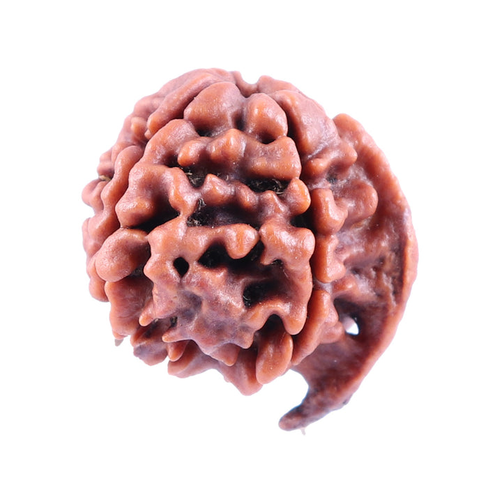 Nepalese Ganesh Rudraksha - Bead No. 83