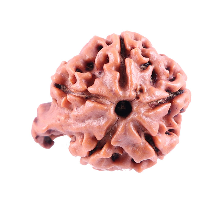 Nepalese Ganesh Rudraksha - Bead No. 84