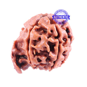 Nepalese Ganesh Rudraksha - Bead No. 84