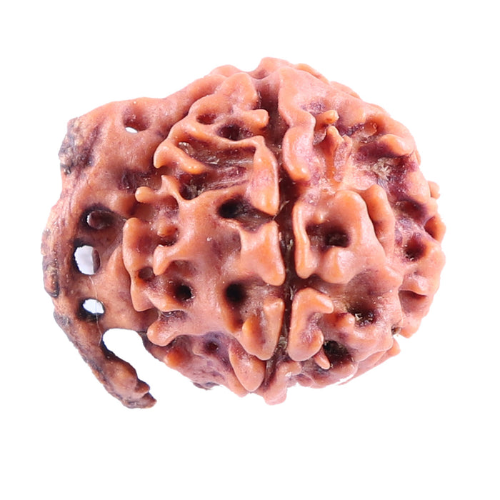 Nepalese Ganesh Rudraksha - Bead No. 85