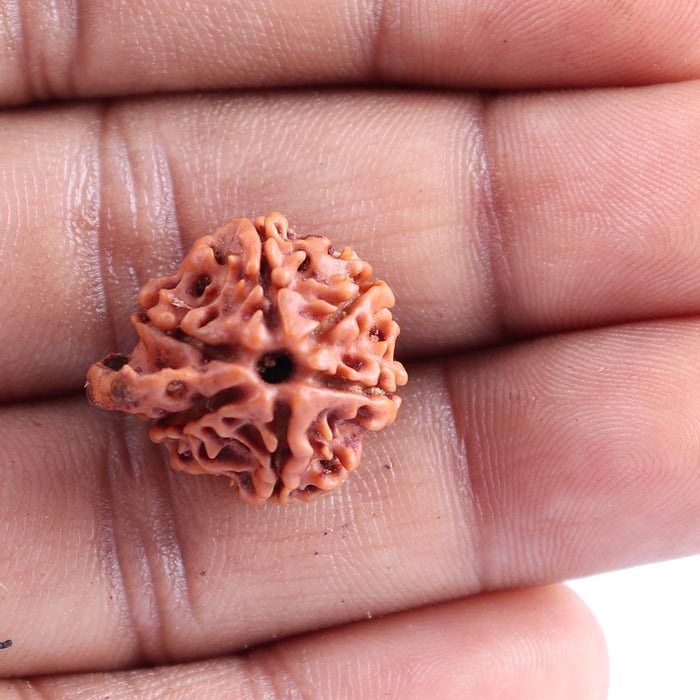 Nepalese Ganesh Rudraksha - Bead No. 85
