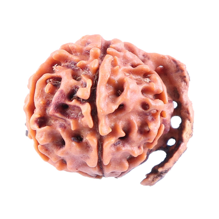 Nepalese Ganesh Rudraksha - Bead No. 85