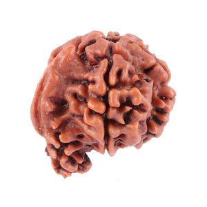 Nepalese Ganesh Rudraksha - Bead No. 86