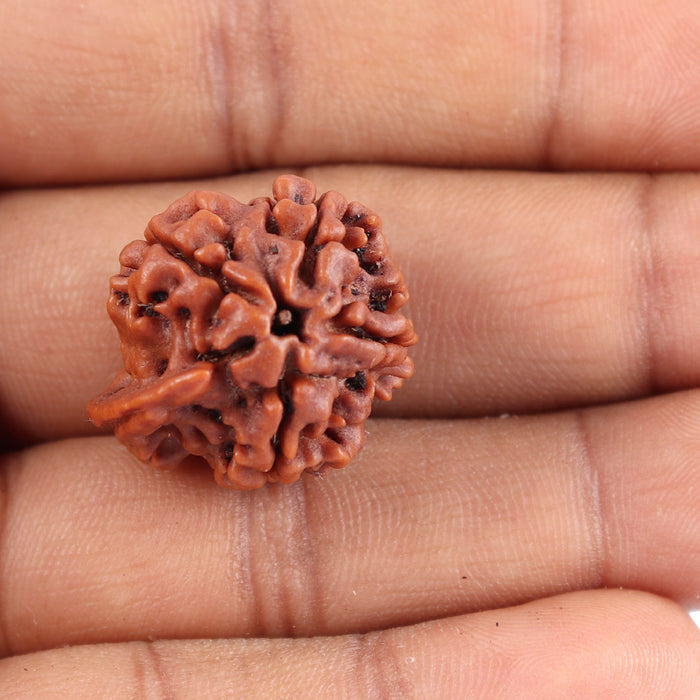 Nepalese Ganesh Rudraksha - Bead No. 86