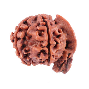 Nepalese Ganesh Rudraksha - Bead No. 86