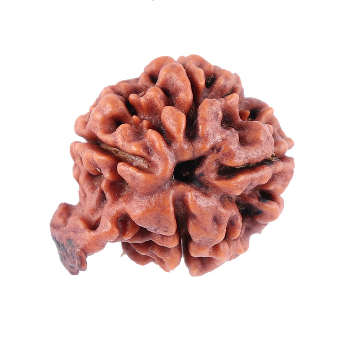 Nepalese Ganesh Rudraksha - Bead No. 87