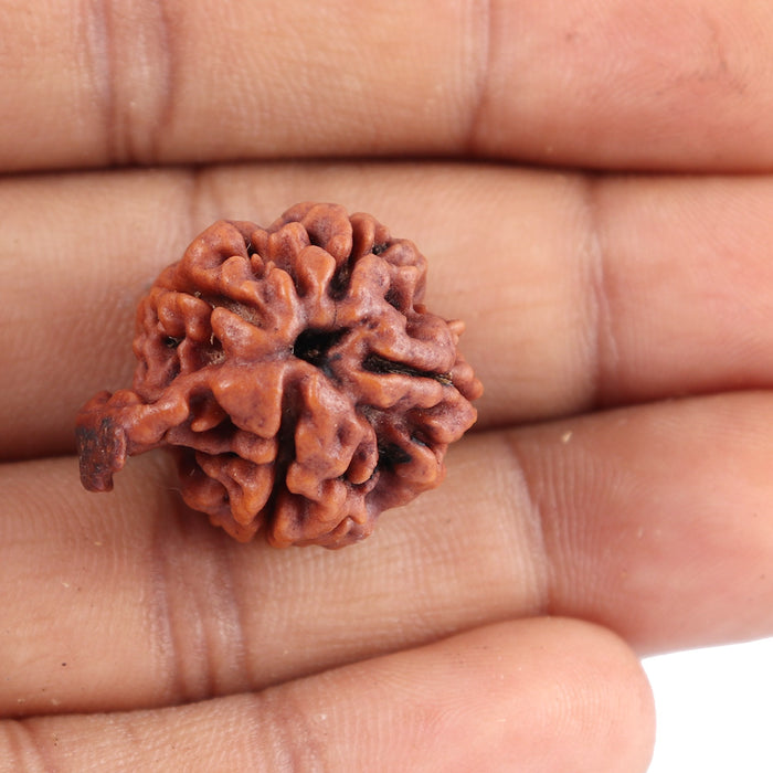 Nepalese Ganesh Rudraksha - Bead No. 87