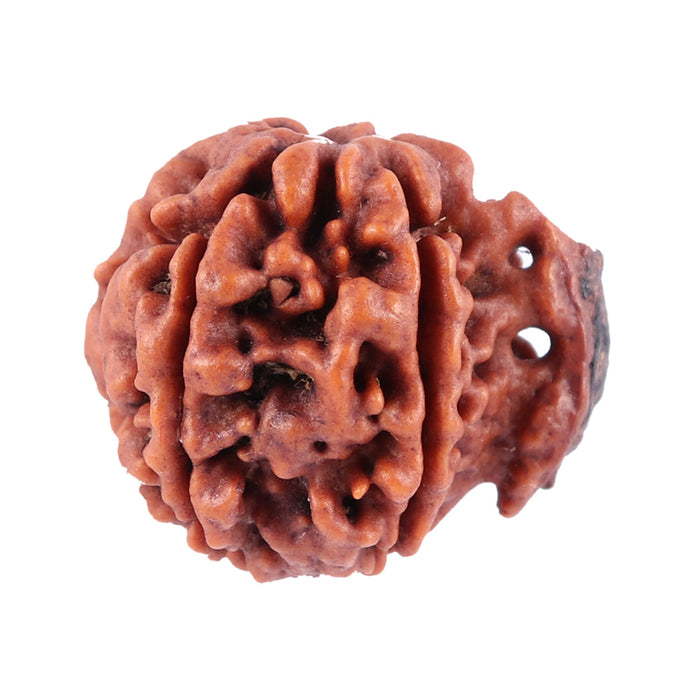 Nepalese Ganesh Rudraksha - Bead No. 87
