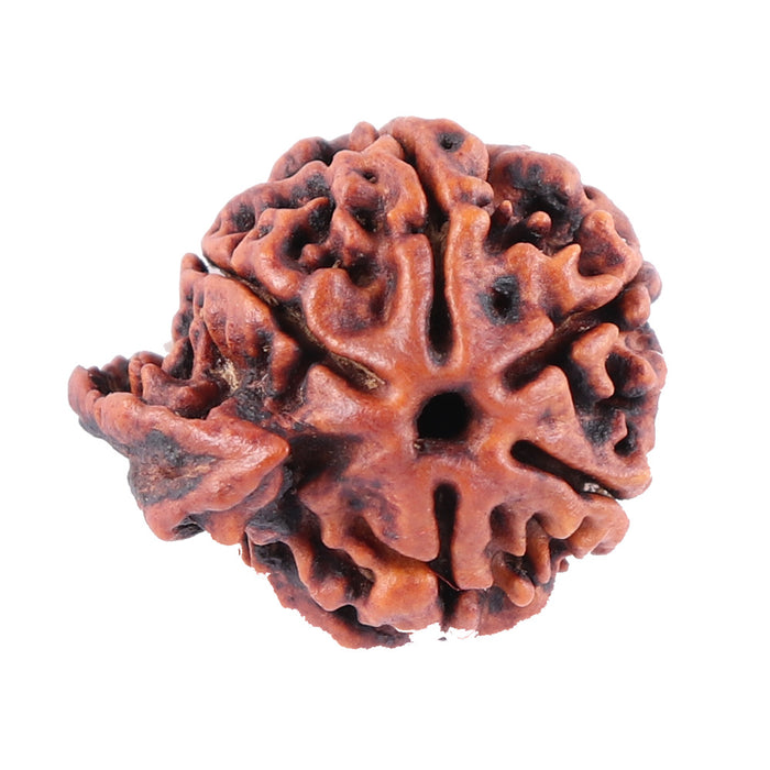 Nepalese Ganesh Rudraksha - Bead No. 88