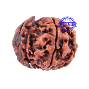 Nepalese Ganesh Rudraksha - Bead No. 88