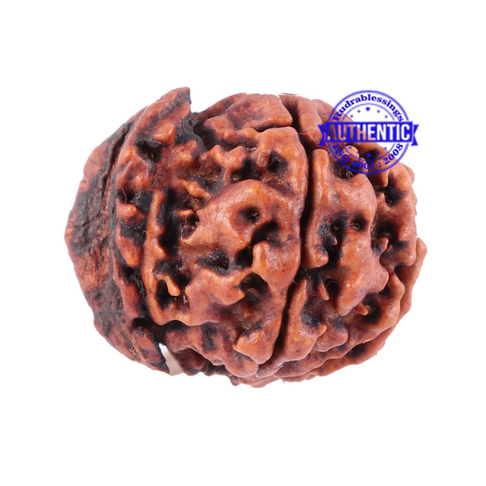 Nepalese Ganesh Rudraksha - Bead No. 88
