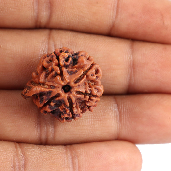 Nepalese Ganesh Rudraksha - Bead No. 89
