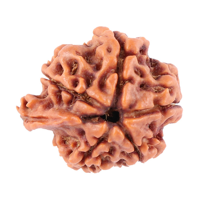 Nepalese Ganesh Rudraksha - Bead No. 90