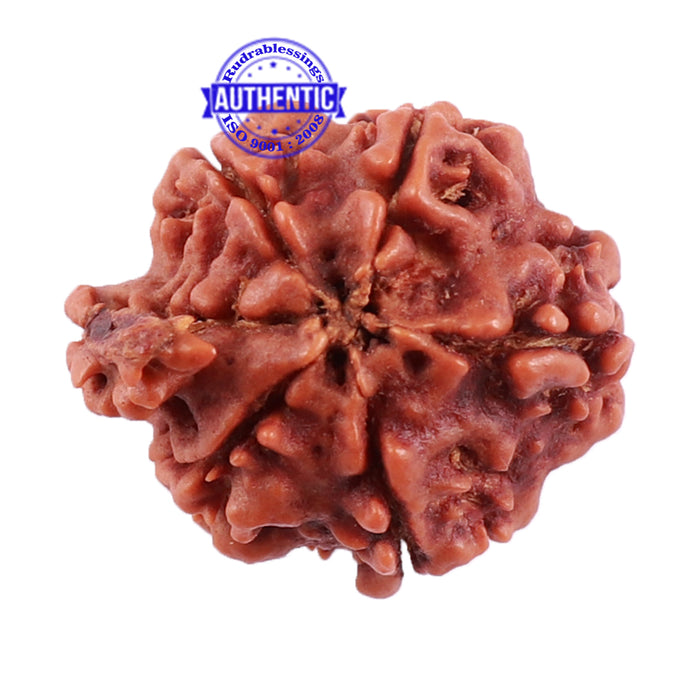 Nepalese Ganesh Rudraksha - Bead No. 90