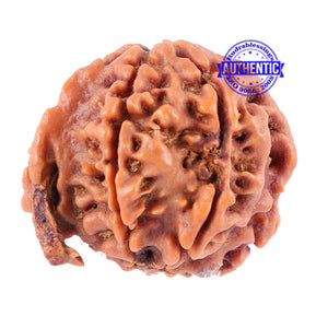 Nepalese Ganesh Rudraksha - Bead No. 90