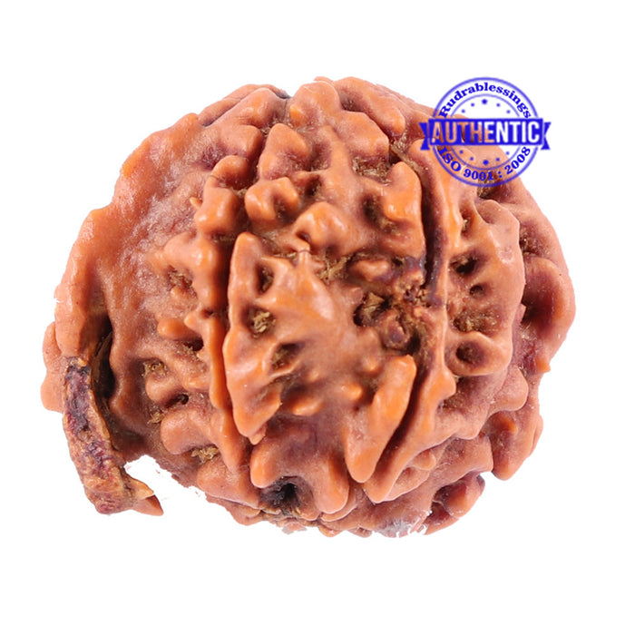 Nepalese Ganesh Rudraksha - Bead No. 90