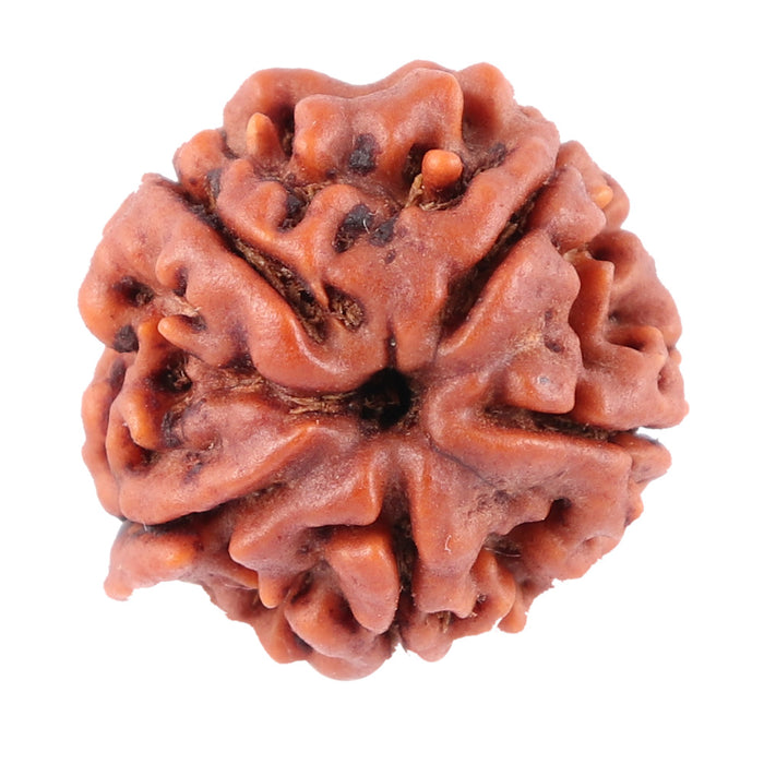 Nepalese Ganesh Rudraksha - Bead No. 91