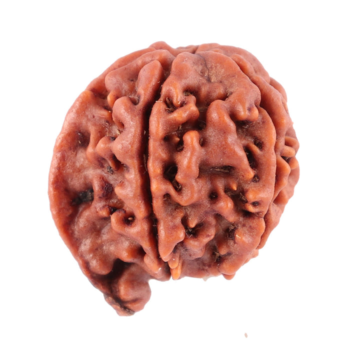 Nepalese Ganesh Rudraksha - Bead No. 91