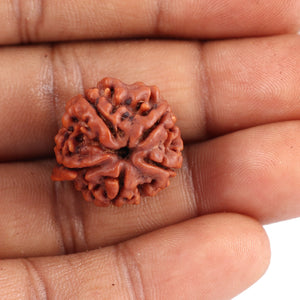 Nepalese Ganesh Rudraksha - Bead No. 91
