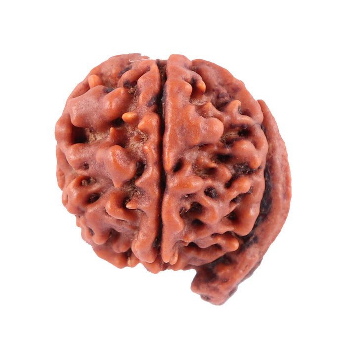 Nepalese Ganesh Rudraksha - Bead No. 91