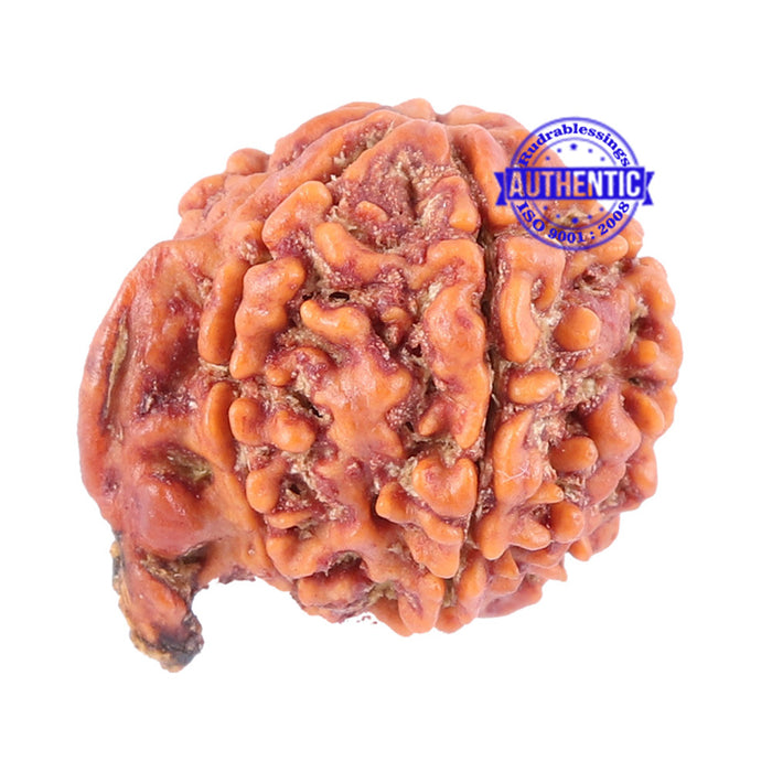 Nepalese Ganesh Rudraksha - Bead No. 92