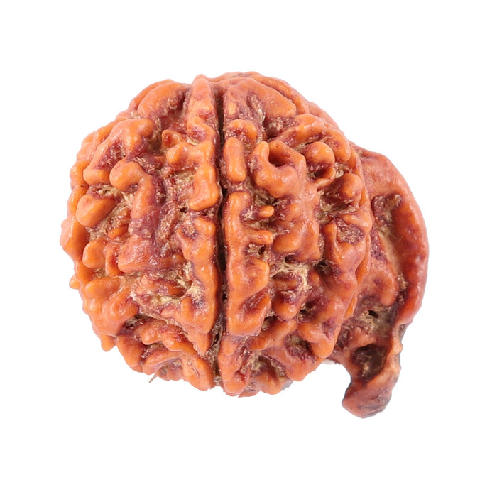 Nepalese Ganesh Rudraksha - Bead No. 92