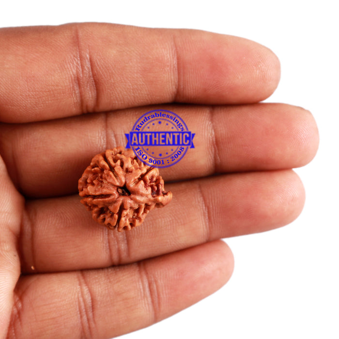 Nepalese Ganesh Rudraksha - Bead No. 93