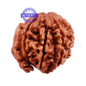 Nepalese Ganesh Rudraksha - Bead No. 94