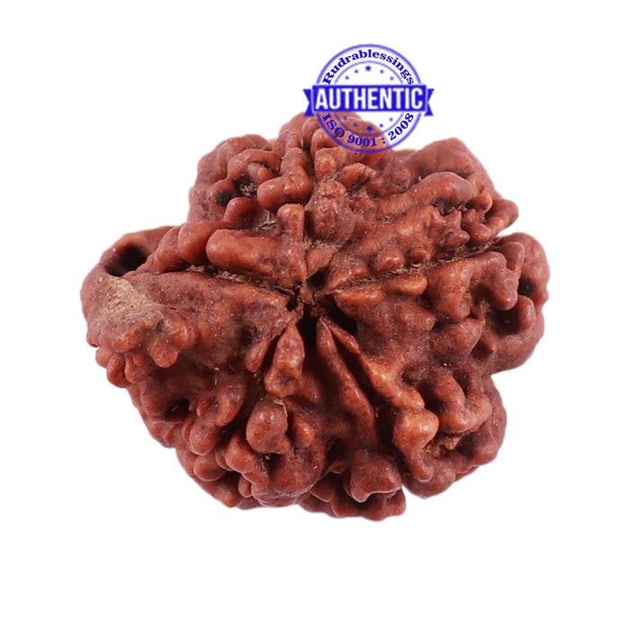 Nepalese Ganesh Rudraksha - Bead No. 95