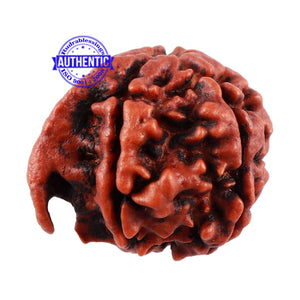 Nepalese Ganesh Rudraksha - Bead No. 96