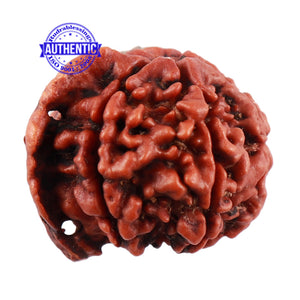 Nepalese Ganesh Rudraksha - Bead No. 97