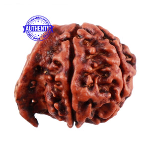 Nepalese Ganesh Rudraksha - Bead No. 98