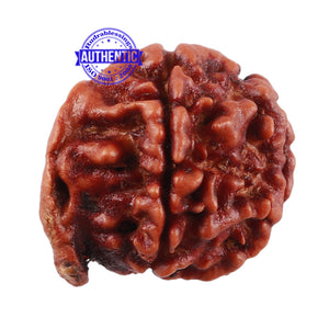 Nepalese Ganesh Rudraksha - Bead No. 99
