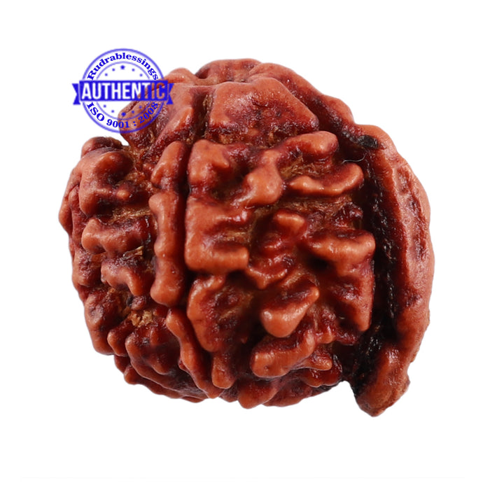 Nepalese Ganesh Rudraksha - Bead No. 99