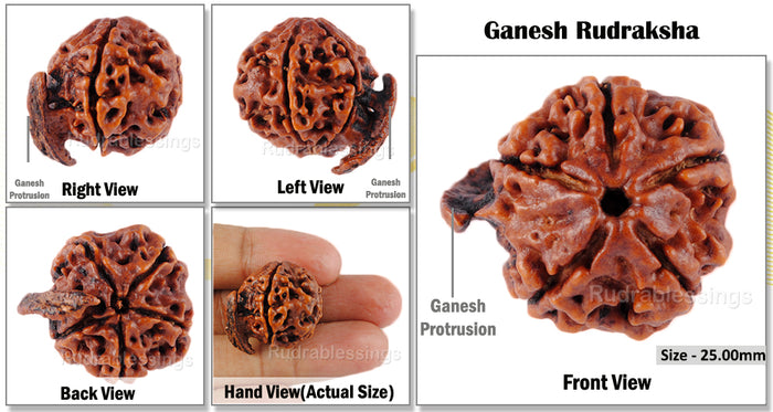 Nepalese Ganesh Rudraksha - Bead No. 21