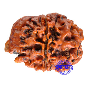 Nepalese Ganesha Rudraksha - Bead No. 43