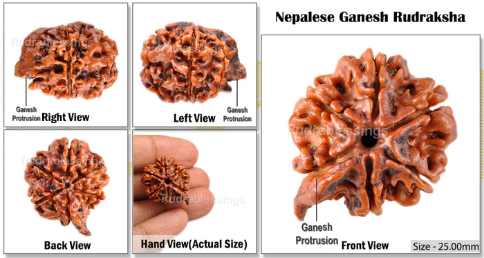 Nepalese Ganesha Rudraksha - Bead No. 43