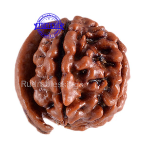 Nepalese Ganesh Rudraksha - Bead No. 45