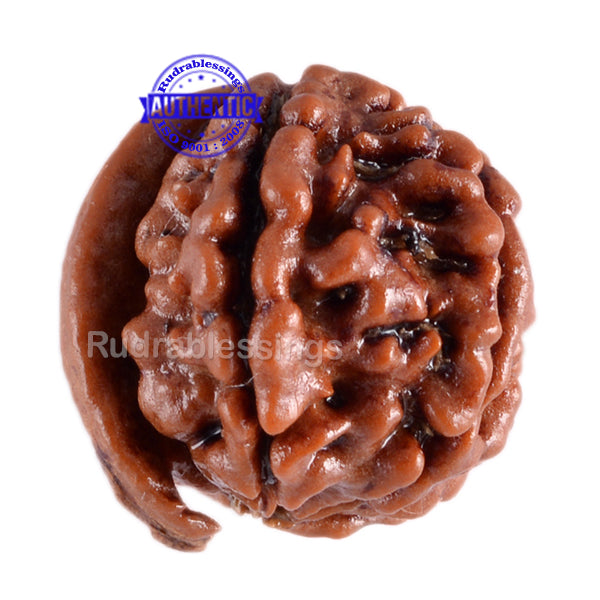 Nepalese Ganesh Rudraksha - Bead No. 45