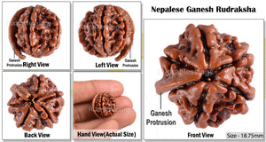 Nepalese Ganesh Rudraksha - Bead No. 45