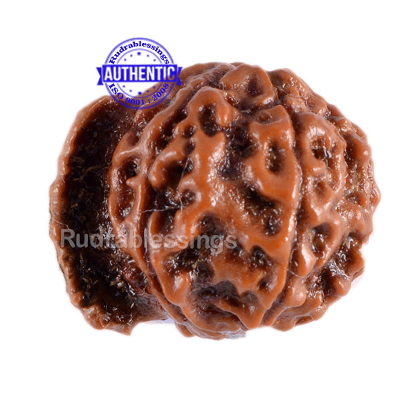 Nepalese Ganesh Rudraksha - Bead No. 46